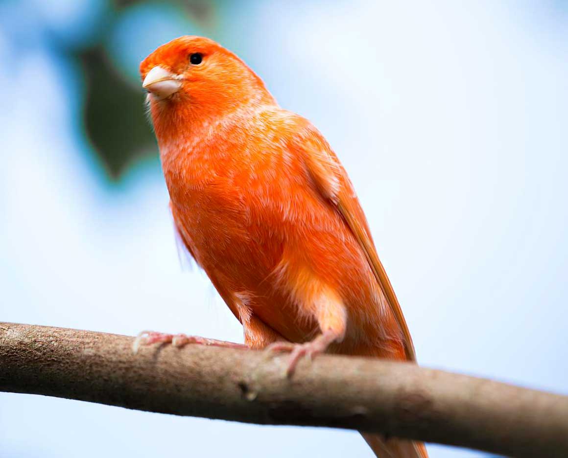 anuncios de pajaros en mascota anuncio