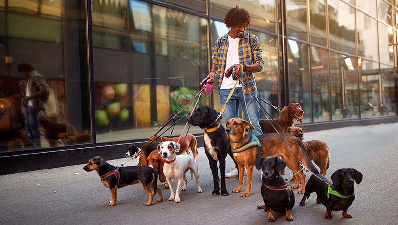 anuncios de mascotas, mascota anuncio