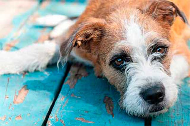 Anuncios de mascotas, cachorros mascota anuncio