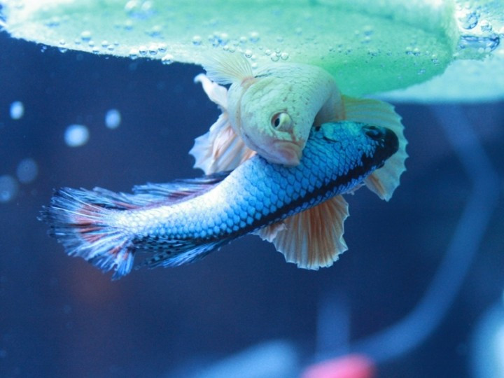 anuncios de mascotas, mascotanuncio